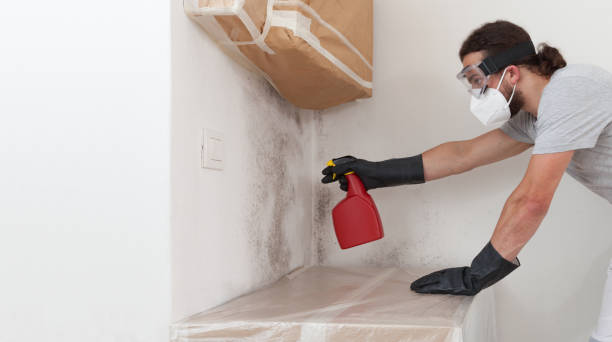 Professional Black Mold Removal technician working in Oyster Bay, NY